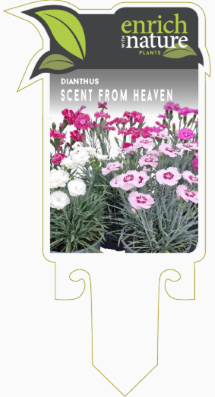 Dianthus scent from heaven.png